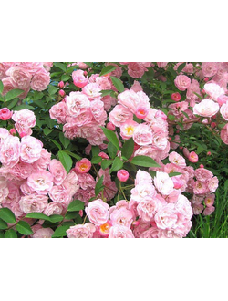 Хэвенли Пинк (Heavenly Pink)