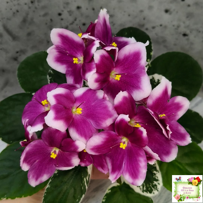 KZ-Источник Вдохновения (И. Заикина) 2023 г.