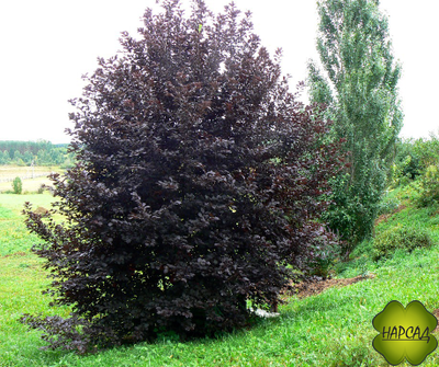 Черёмуха "СИБИРСКАЯ КРАСАВИЦА" (САЖЕНЕЦ 3 ГОДА)