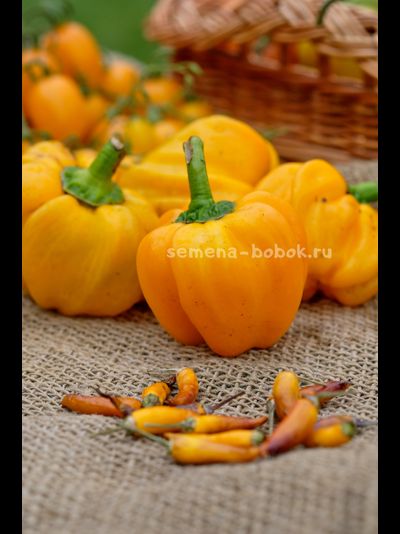 Перец сладкий Папачелло Оранжевый, 10 шт