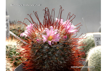 Mammillaria moelleriana L1048