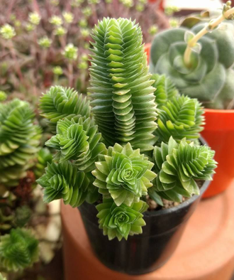 Крассула Эстагнол - Crassula Estagnol, Толстянка Эстагнол