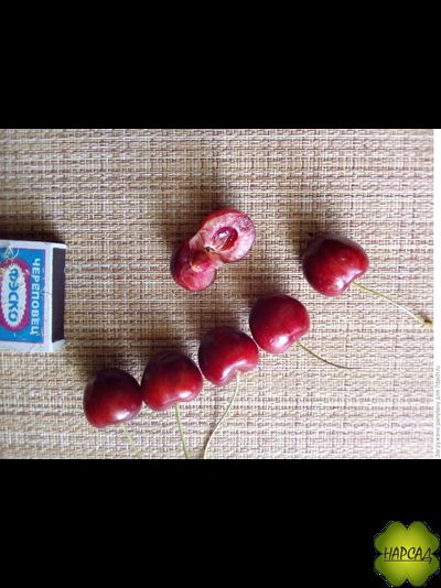 Превосходная Веньяминова