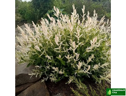 Ива цельнолистная "Хакуро Нишики'" (Hakuro Nishiki)