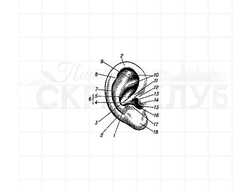 ФП штамп "Ухо" (а)