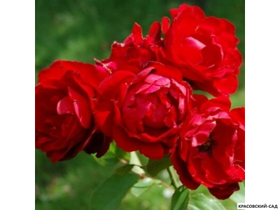 Роза бордюрная красная - Rose Bordure