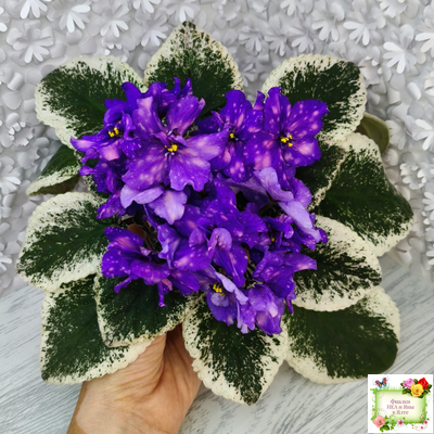 РС-Астролог (С. Репкина) 2020 г.