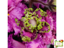 БР-Сочная Ягодка Люкс (С. и Н. Буркацкие) 2022 г.