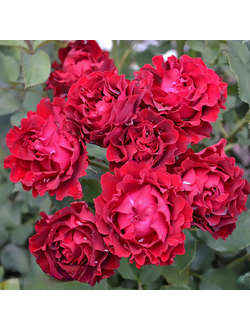 Омаж а Барбара (Hommage a Barbara)