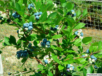 Голубика Элизабет - Elisabeth