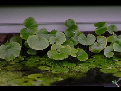 Hydrocotyle leucocephala