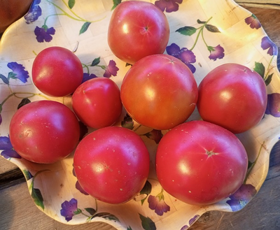 Томат Зинуля