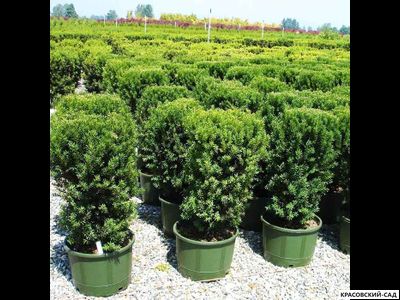 Тис средний Хилли - Hillii