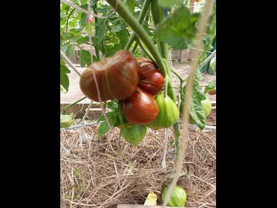 Томат Беркли Тай дай хаат (Berkeley Tie Dye Heart , USA)