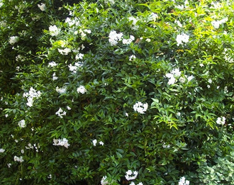 Жасмин крупноцветковый (Jasminum grandiflorum) абсолю (2 г)