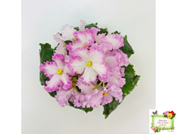 Nik-Обыкновенная Богиня (Н. Булко) 2023 г.