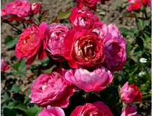 Сантенер де Лей-Ле (Centenaire de l&#039;Haÿ-les-roses) роза