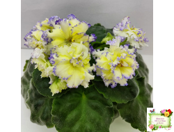 ЛЕ-Золото Нибелунгов (Е. Лебецкая) 2017 г.