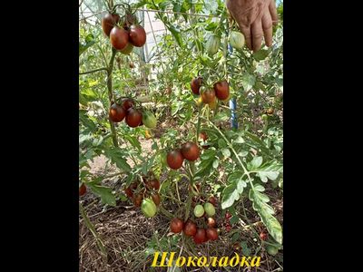 Томат Шоколадка