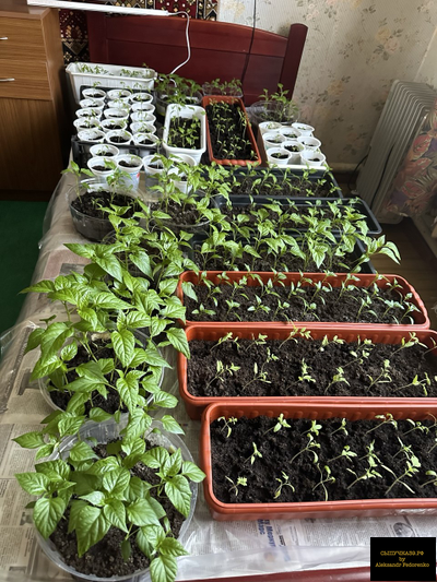 чернозем обогащенный урожай