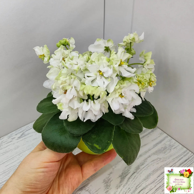 DS-Прекрасное Далеко (Dimetris) 2021 г.