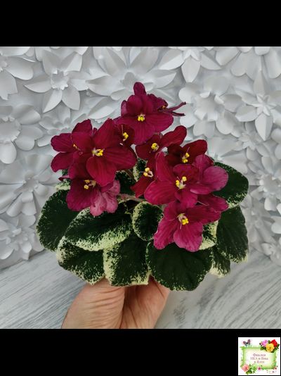 Mac's O'Scarlet O'Hara (G.McDonald) (Макс ОСкарлет Охара)