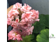 пеларгония зональная Grainger's Antique Rose