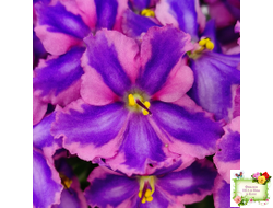 СГ-Каспер (И.Киселёва/С.Голубцова) химера