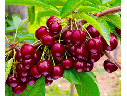 Черешня Овстуженка