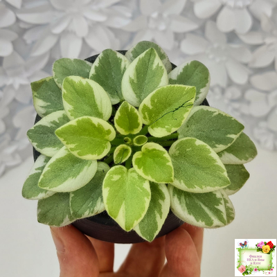 Rob's Lucky Penny (R.Robinson) (05/31/1997) листовая химера (пасынок сорт укоренённый)