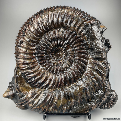 Аммонит, пирит, кальцит, полированный срез. С подставкой. Россия. 215*215*25мм