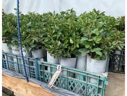 1 ящик-20 шт(по сортам в ассортименте)