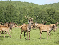 2025г. Спасск "Сафари-тур к маралам"