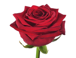 Розы Рэд Наоми Красные (до 80 см) Россия