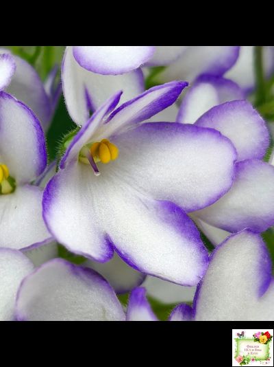 2А-Проба Пера (Е. Кольцова) 2024 г.