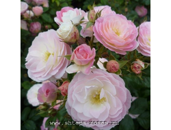 Букет Парфе