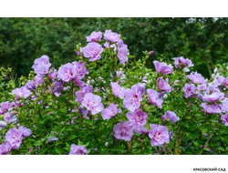 Гибискус Лавендер Шифон - Lavender Chiffon