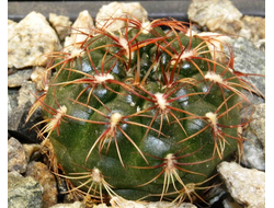 Gymnocalycium mesopotamicum (D=15-18мм)