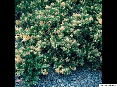 Можжевельник Экспанза Варигата - Expansa Variegata
