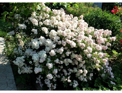 Сухумка (Suhumka) гибрид мультифлора