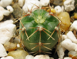 Gymnocalycium amerhauseri VG 528