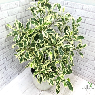 Ficus retusa Nitida Hawaii / фикус ретуза нитида гавайи