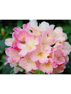 Рододендрон якушиманский Перси Вайсман (Rhododendron yakushimanum Percy Wiseman)