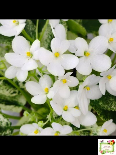 Alan’s Fallen Angel (A.Murphy) трейлер