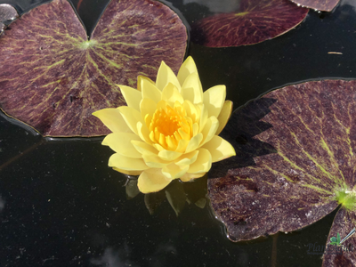 Нимфея Тонгзап