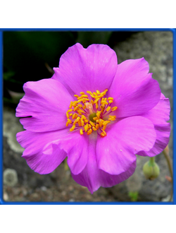 Calandrinia grandiflora