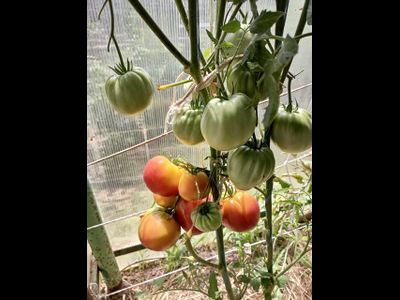 Томат Анна Мейер (Anna Meyer)