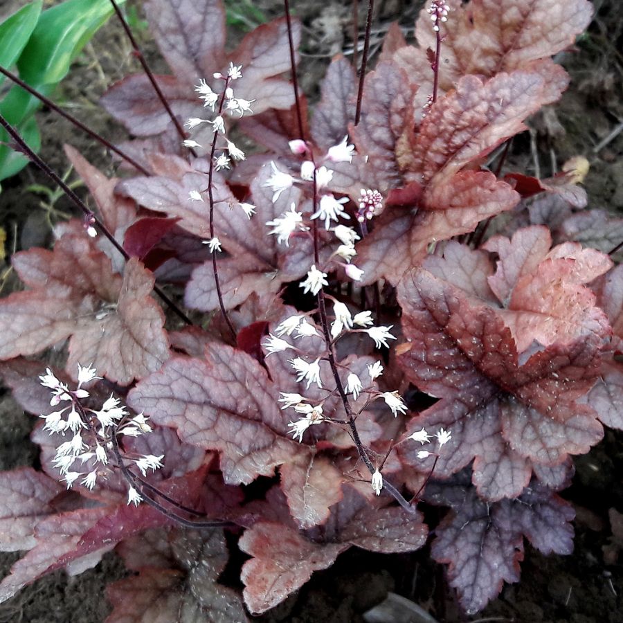 Heucherella Gunsmoke  Гейхерелла Гансмоук