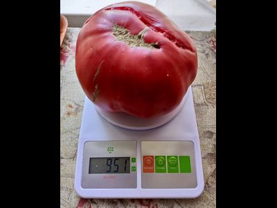 Томат Тидвелл немецкий (Tidwell German)
