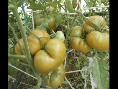 Томат Медная река (Cooper River)